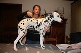 DALMATIEN - BROSSAGE 056